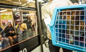 Kutyád van és tömegközlekednél?