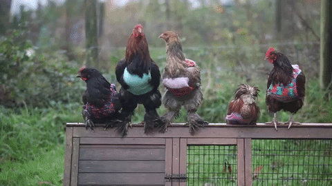 Mentett házityúkoknak trendi kardigán - Nemigen! Magazin